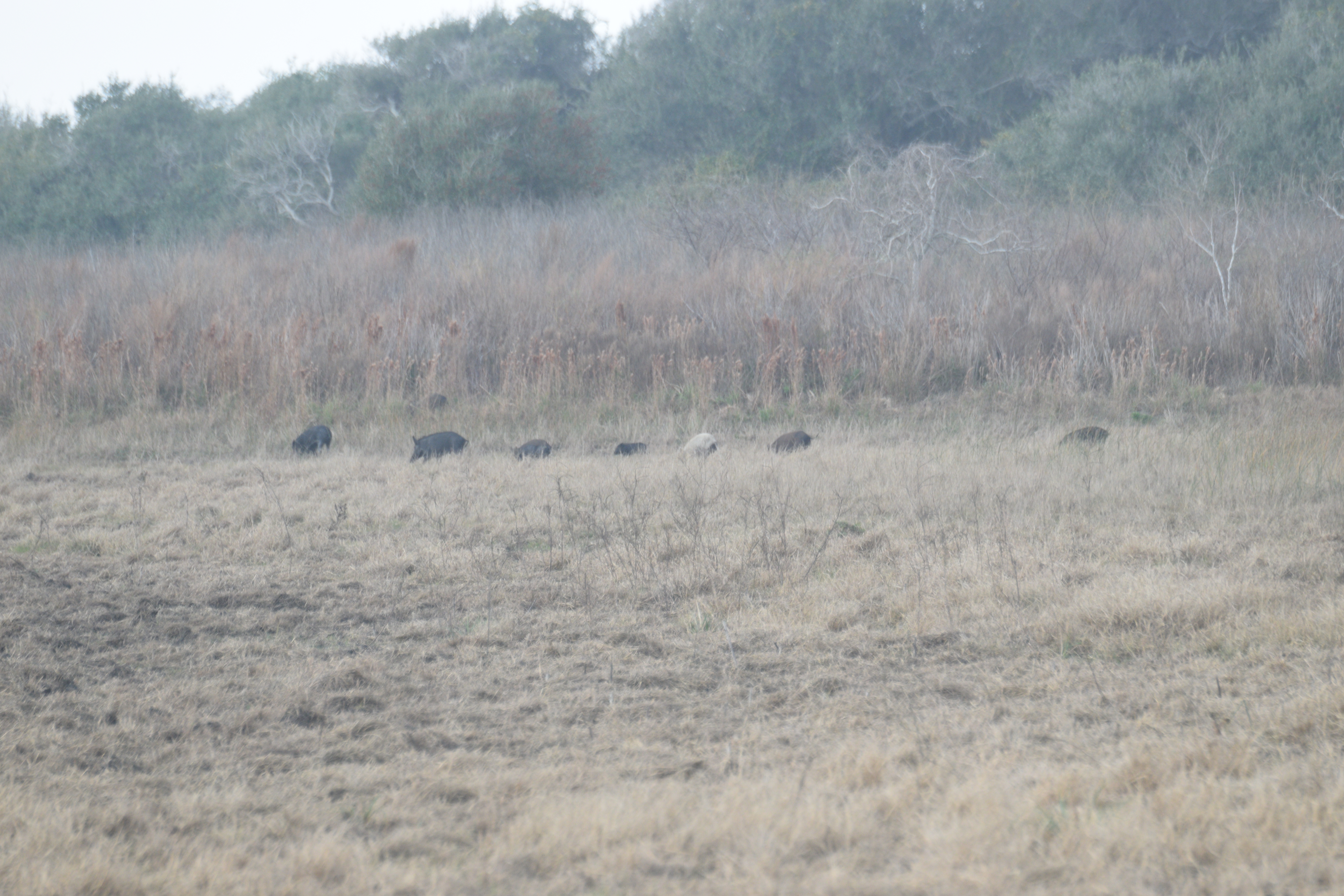 Wildlife photography